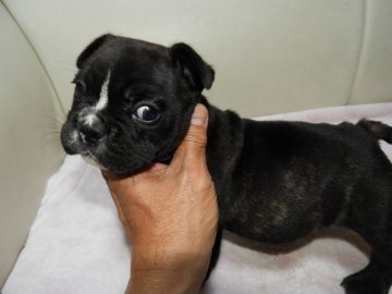 フレンチブルドッグ【福岡県・男の子・2020年1月16日・ブリンドル】の写真「♡食欲旺盛♪元気いっぱい♪愛くるしい子です♡」