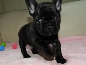 フレンチブルドッグ【福岡県・女の子・2021年8月30日・ブリンドル】の写真「♡♡食欲旺盛♪元気いっぱい♪愛くるしい子です♡♡」