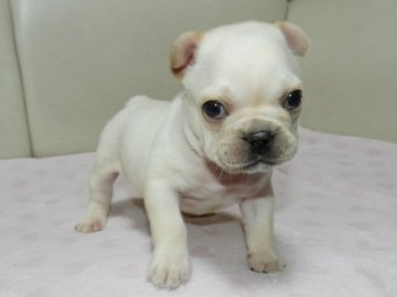 フレンチブルドッグ【福岡県・男の子・2019年11月22日・クリーム】の写真「◎真ん丸ころころ元気いっぱいの男の子♡」