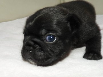 フレンチブルドッグ【福岡県・女の子・2020年10月7日・ブリンドル】の写真「♡食欲旺盛♪元気いっぱい♪愛くるしい子です♡」