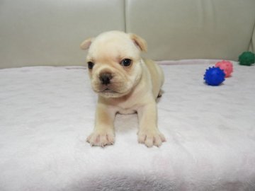 フレンチブルドッグ【福岡県・男の子・2020年4月2日・クリーム】の写真「◎真ん丸ころころ元気いっぱいの男の子♡」
