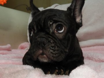 フレンチブルドッグ【福岡県・女の子・2022年1月4日・ブリンドル】の写真「♡真ん丸ころころ穏やかな女の子♡」