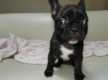 フレンチブルドッグ【福岡県・女の子・2021年12月20日・タイガーブリンドル】の写真「◎真ん丸ころころ元気いっぱいの女の子♡」