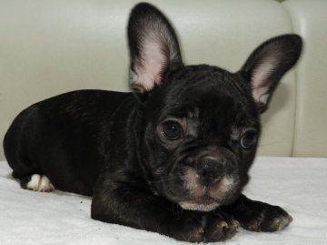 フレンチブルドッグ【福岡県・女の子・2021年5月6日・ブリンドル】の写真「♡真ん丸ころころ穏やかな女の子♡」