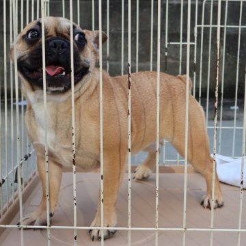 フレンチブルドッグ【福岡県・女の子・2023年5月12日・フォーン】の写真「◎真ん丸ころころ元気いっぱいの女の子♡」