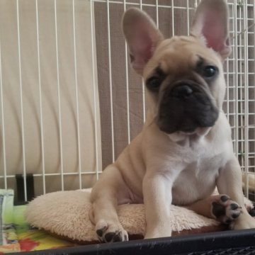 フレンチブルドッグ【福岡県・男の子・2020年11月17日・フォーン】の写真「◎真ん丸ころころ元気いっぱいの男の子♡」