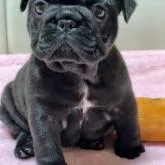 フレンチブルドッグ【福岡県・男の子・2022年10月13日・ブリンドル】の写真1