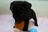 フレンチブルドッグ【福岡県・男の子・2022年10月13日・ブリンドル】の写真3