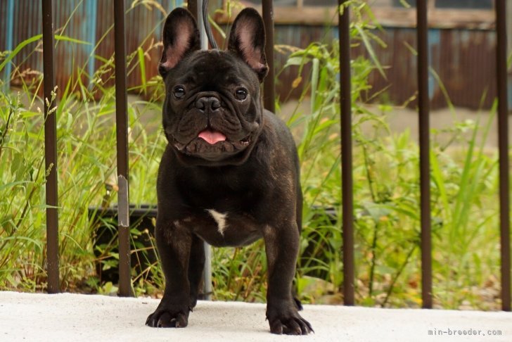 フレンチブルドッグ【・男の子・2021年2月14日・ブリンドル】