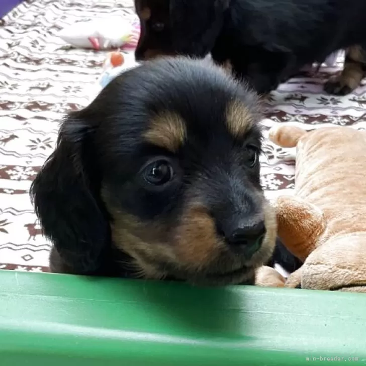 ID:2504-05259の子犬