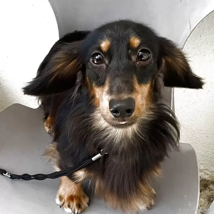 ID：2505-04852の子犬