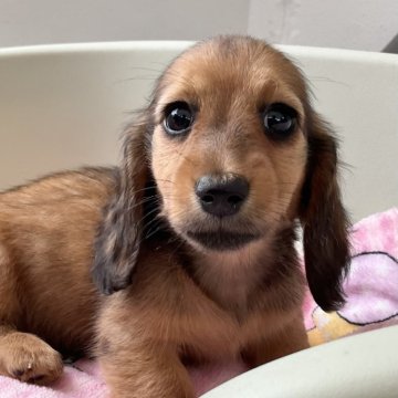 カニンヘンダックスフンド(ロング)【沖縄県・女の子・2025年9月20日・レッド】の写真「11月12日画像追加！かわいさが魅力です。」