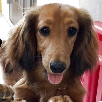 ミニチュアダックスフンド(ロング)【沖縄県・女の子・2024年9月19日・レッド】の写真「穏やかなかわいらしい子」