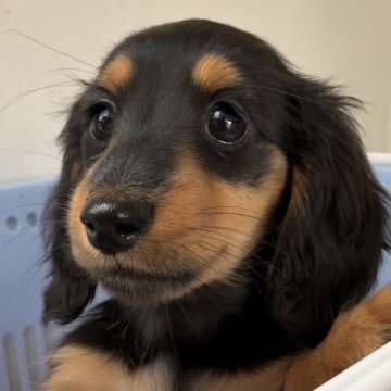 カニンヘンダックスフンド(ロング)【沖縄県・女の子・2024年10月15日・ブラック&タン】の写真「小さな体からあふれる元気がすごい！」