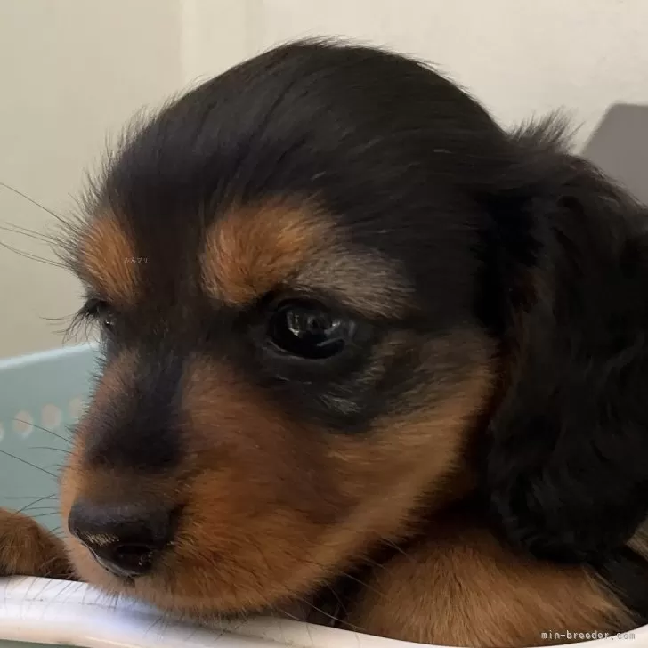 ID:2406-05890の子犬