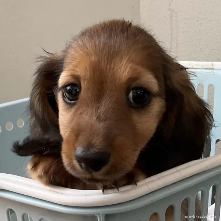 ID:2405-06991の子犬