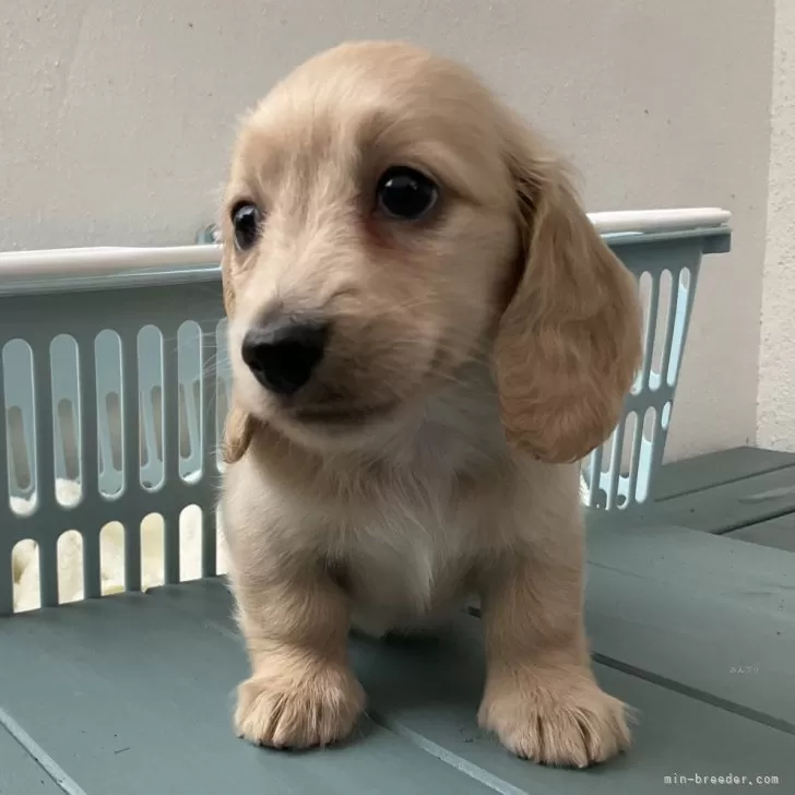 ID：2405-00589の子犬
