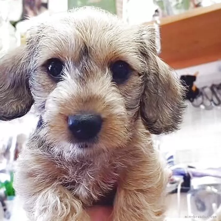 ID:2506-06316の子犬