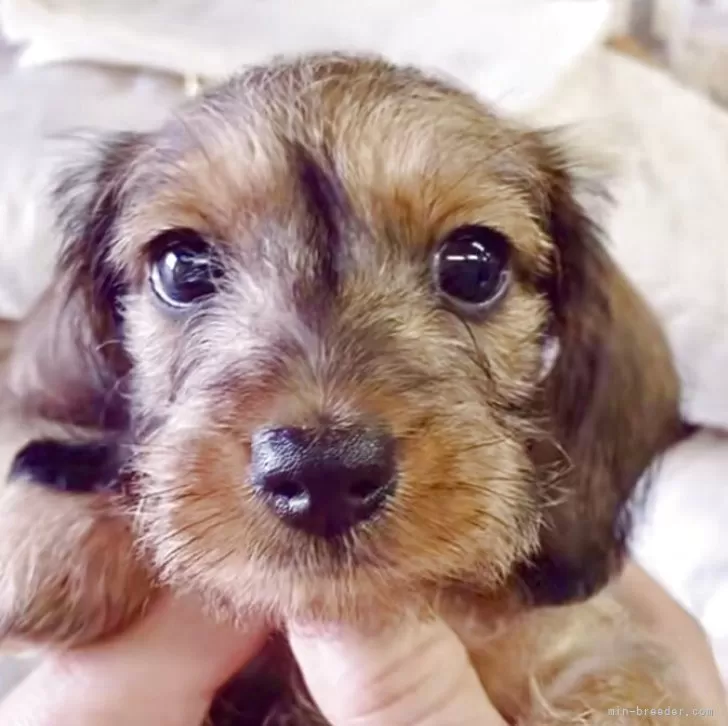 ID：2509-03632の子犬