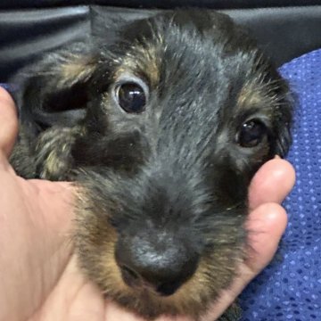 ミニチュアダックスフンド(ワイアー)【長野県・男の子・2025年9月6日・ワイルドボア】の写真「お値下げしました！」