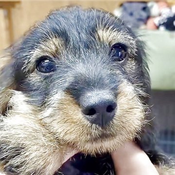 ミニチュアダックスフンド(ワイアー)【長野県・女の子・2025年9月6日・ワイルドボア】の写真「趣味！食べる事、寝る事！動じない子　」