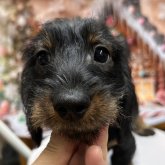 ミニチュアダックスフンド(ワイアー)