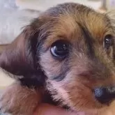 ミニチュアダックスフンド(ワイアー)【長野県・女の子・2025年8月28日・レッド】の写真5