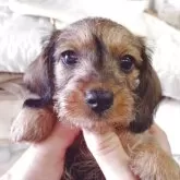 ミニチュアダックスフンド(ワイアー)【長野県・女の子・2025年8月28日・レッド】の写真4