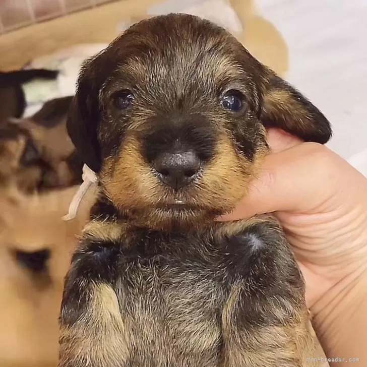 ID：2405-04384の子犬