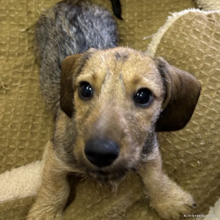ID:2308-04915の子犬