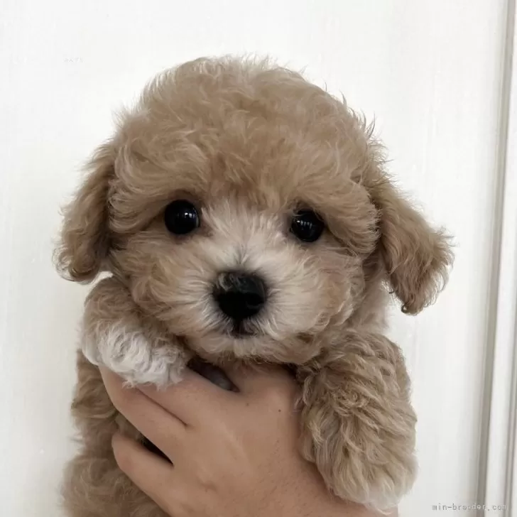 ID:2507-09198の子犬