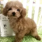 タイニープードル