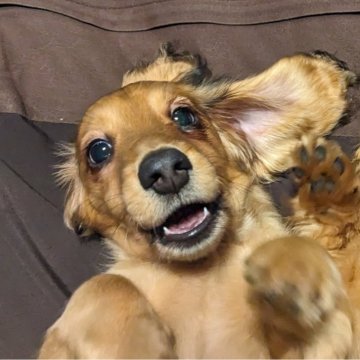 ミニチュアダックスフンド(ロング)【愛知県・男の子・2023年10月4日・レッド】の写真「両親共にチャンピオンの優良血統です。」