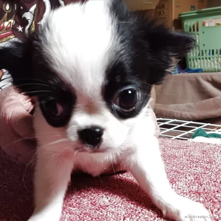 s.w 様のお迎えした子犬