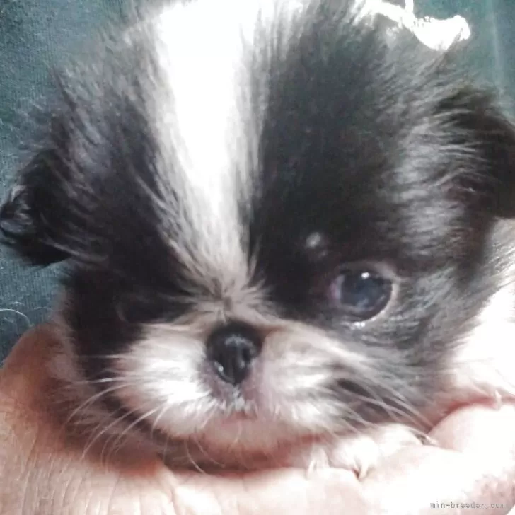 ID:2507-09171の子犬