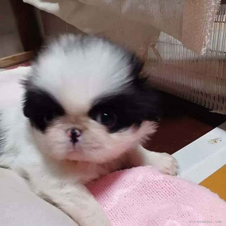 ID：2503-06342の子犬