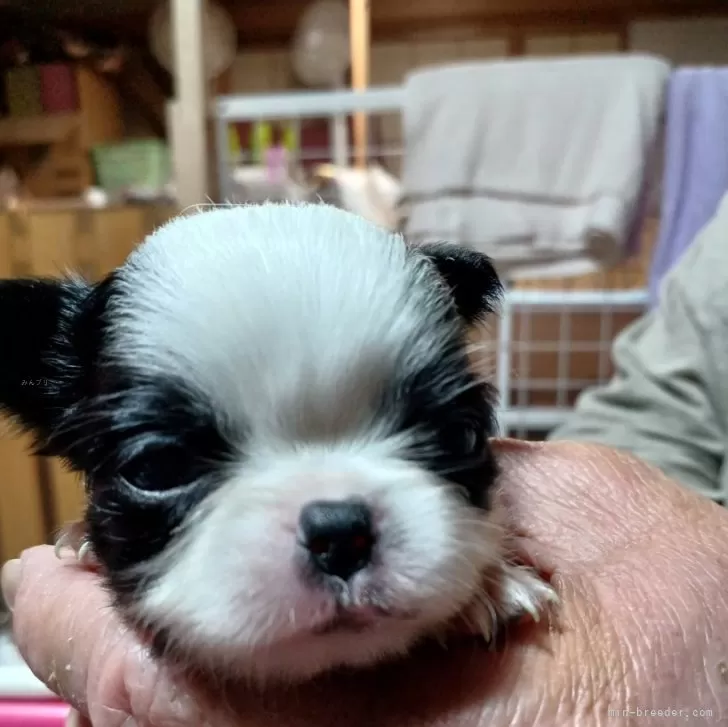 ID：2503-06141の子犬