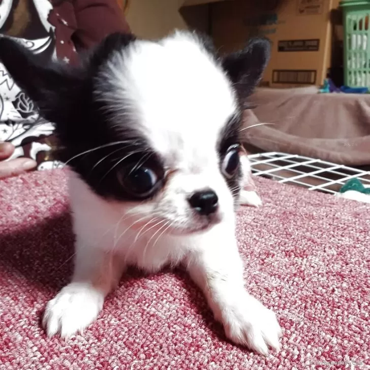 T.K 様のお迎えした子犬