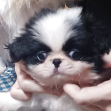 狆(チン)【岡山県・男の子・2025年9月22日・白黒】の写真「小さな男の子です！」