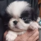 狆(チン)