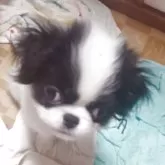 狆(チン)