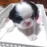 狆(チン)