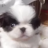 狆(チン)