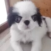 狆(チン)