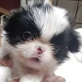 狆(チン)