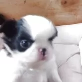 狆(チン)