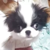 狆(チン)