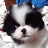 狆(チン)