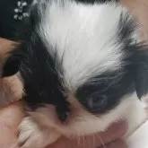狆(チン)