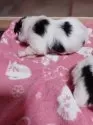 狆(チン)【岡山県・女の子・2025年3月2日・白黒】の写真2
